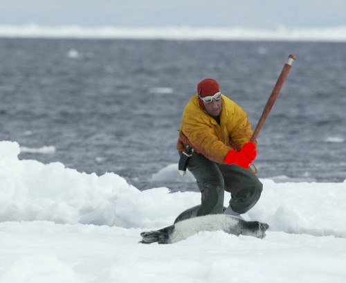 seal clubbing. in the seal hunt because